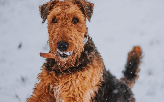Airedale terier