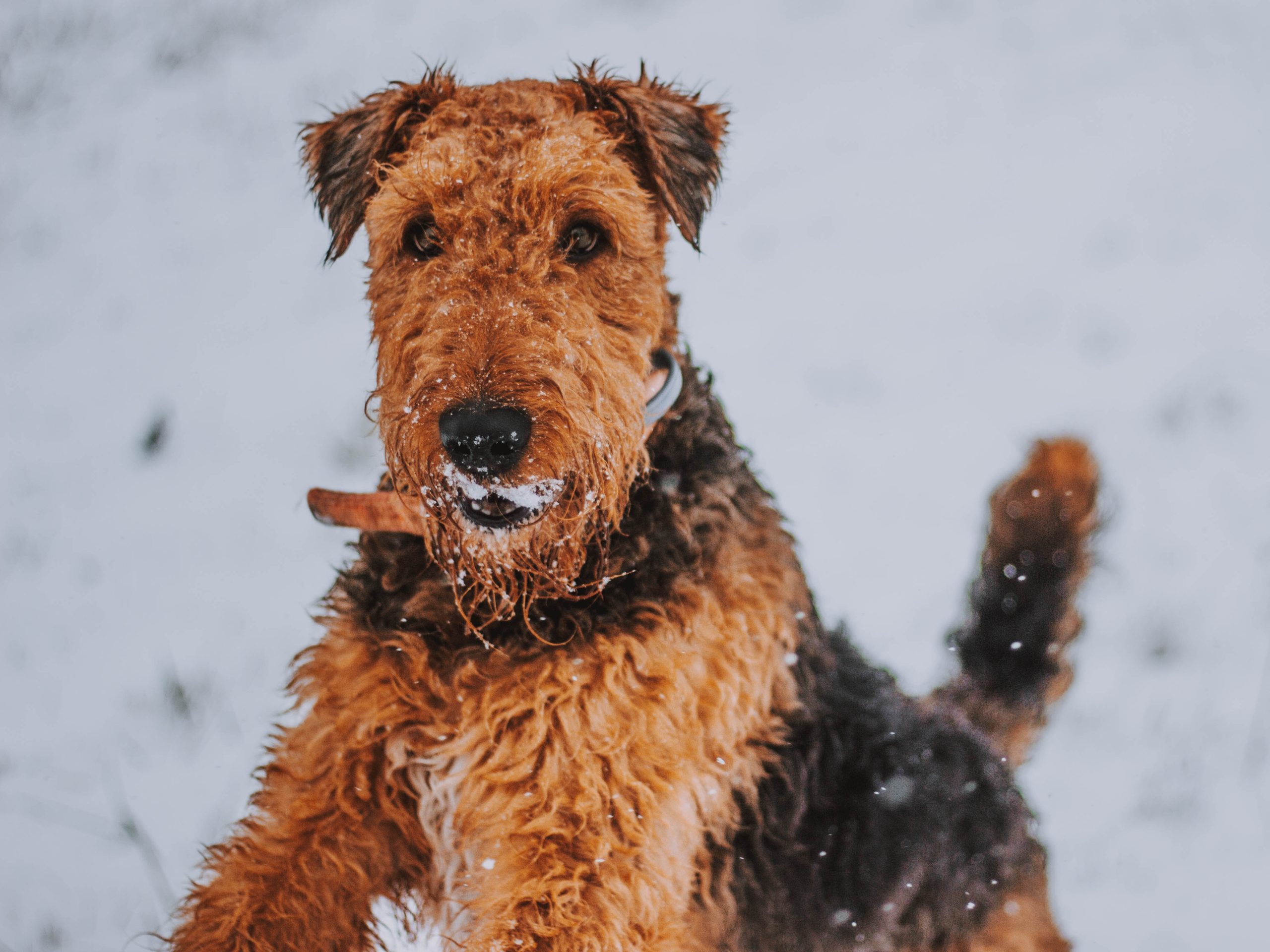 Airedale terier