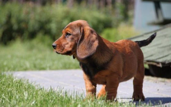 alpsky krátkosrstý honič