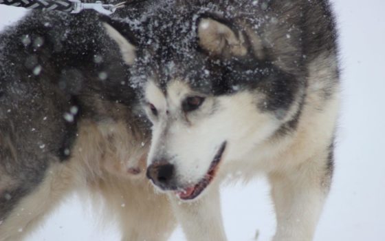 aljašký malamut pes