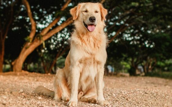 zlatý retrivr