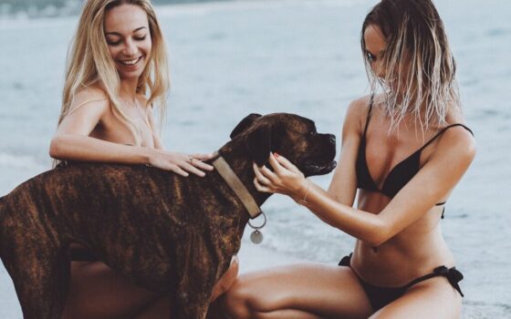 pes boxer na dovolene