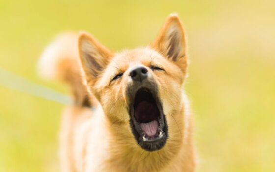 close up photography of dog barking