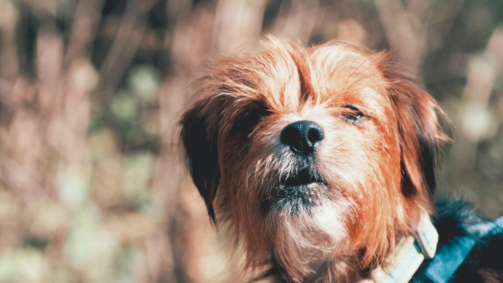 short-coated brown dog closeup photo