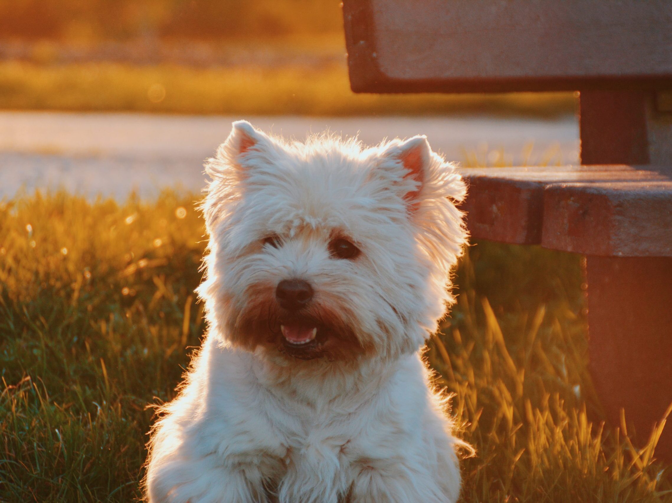 dog sitting on grass field beside bench at golden hour