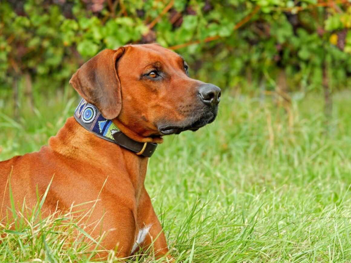 brown short coated dog on green grass field during daytime