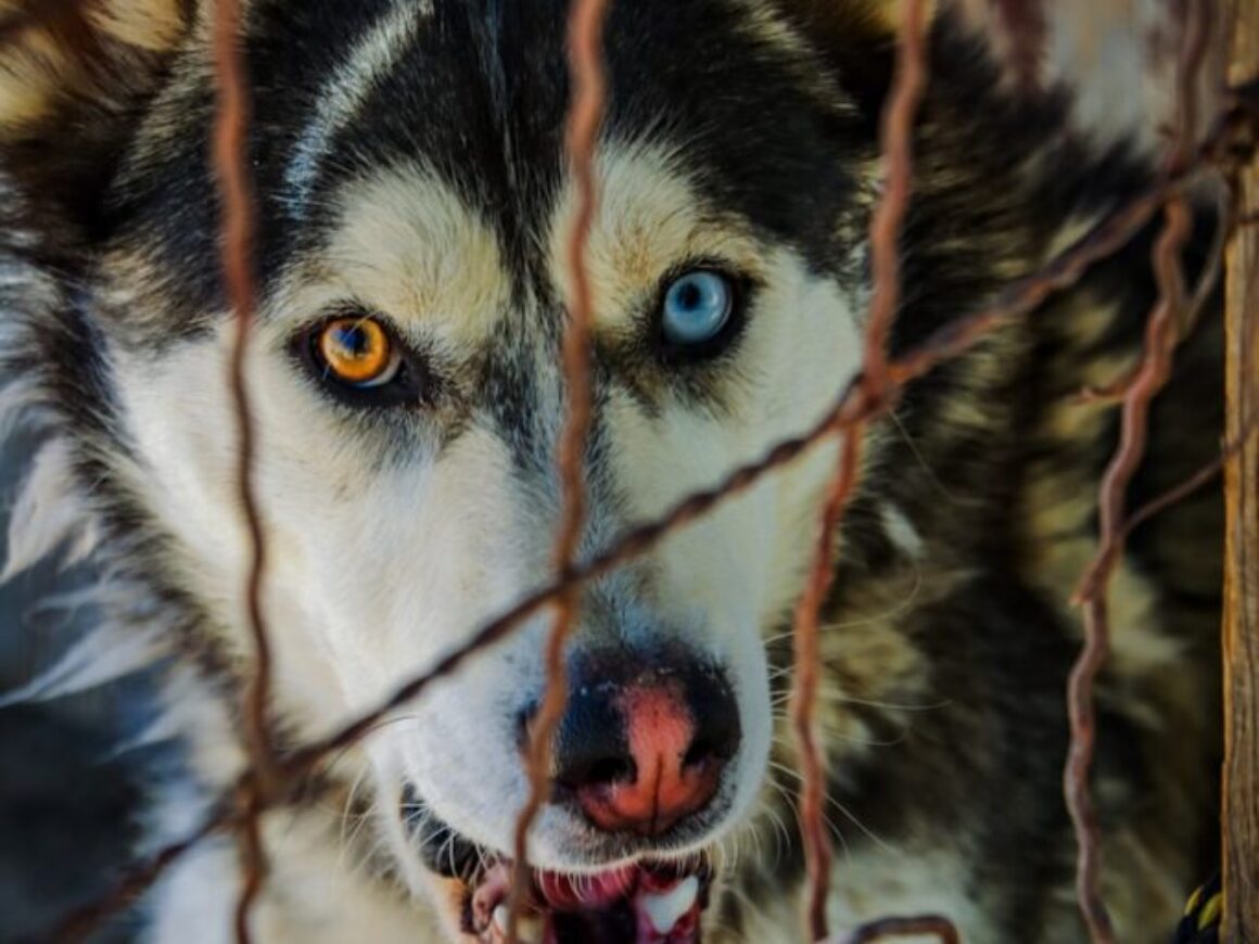 Husky dog with heterochromia behind a fence.