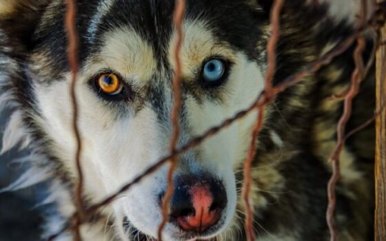 Husky dog with heterochromia behind a fence.