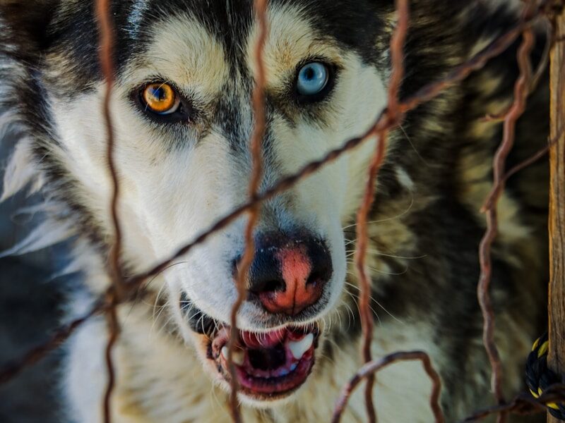 Husky dog with heterochromia behind a fence.