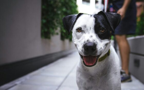 white and black American pit bull terrier at daytime