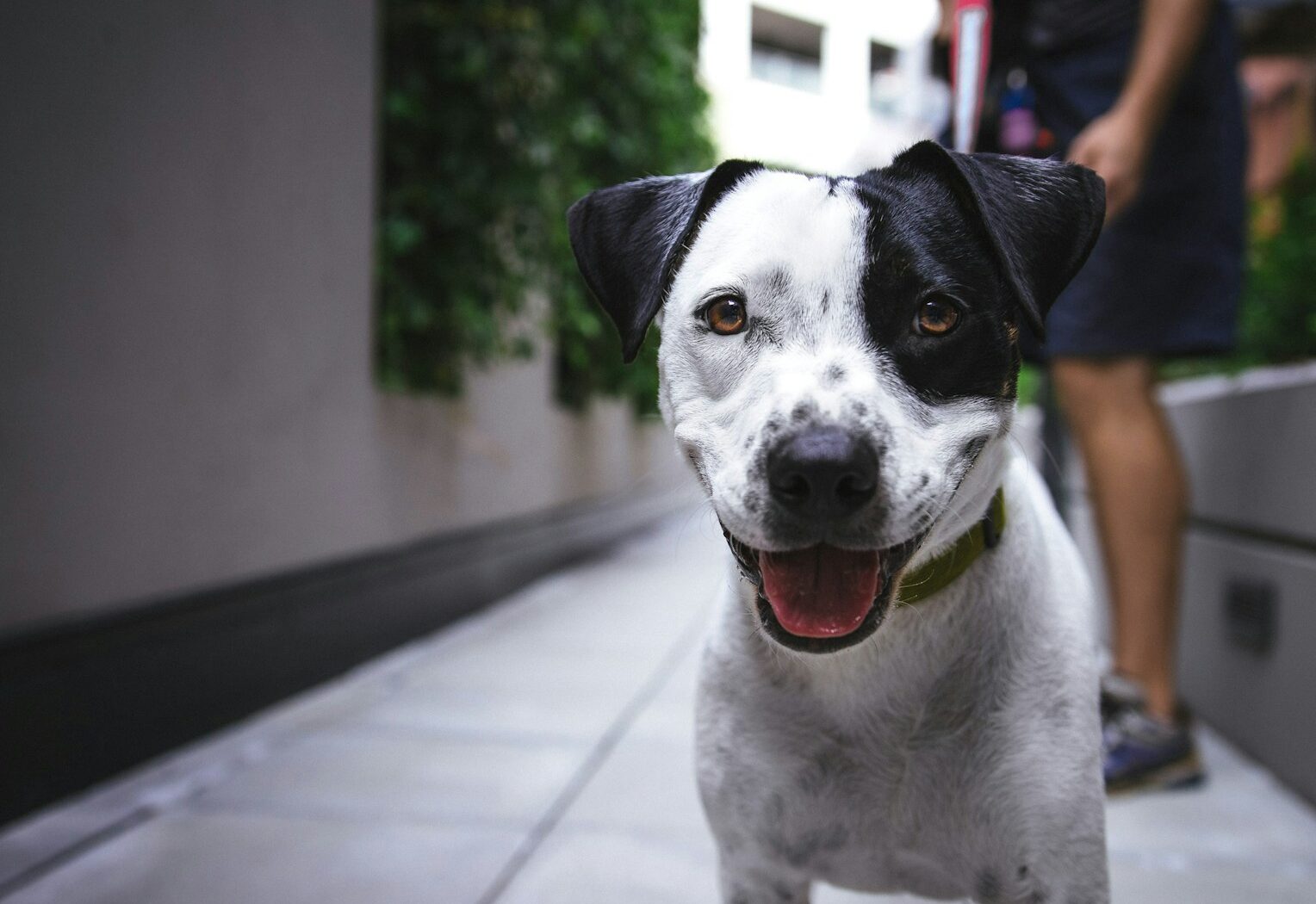 white and black American pit bull terrier at daytime