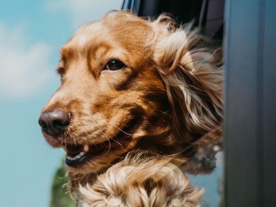 golden retriever inside car