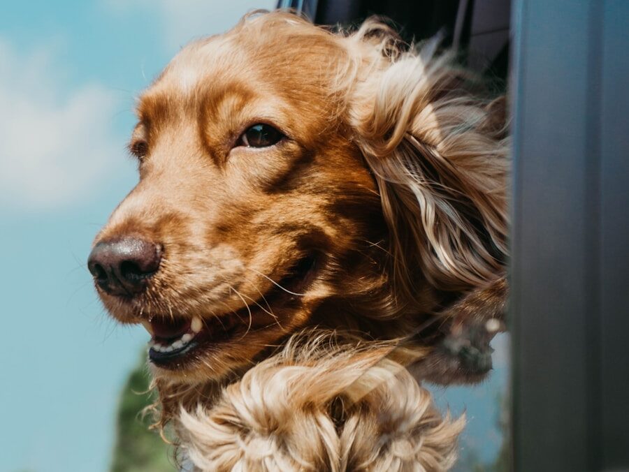 golden retriever inside car