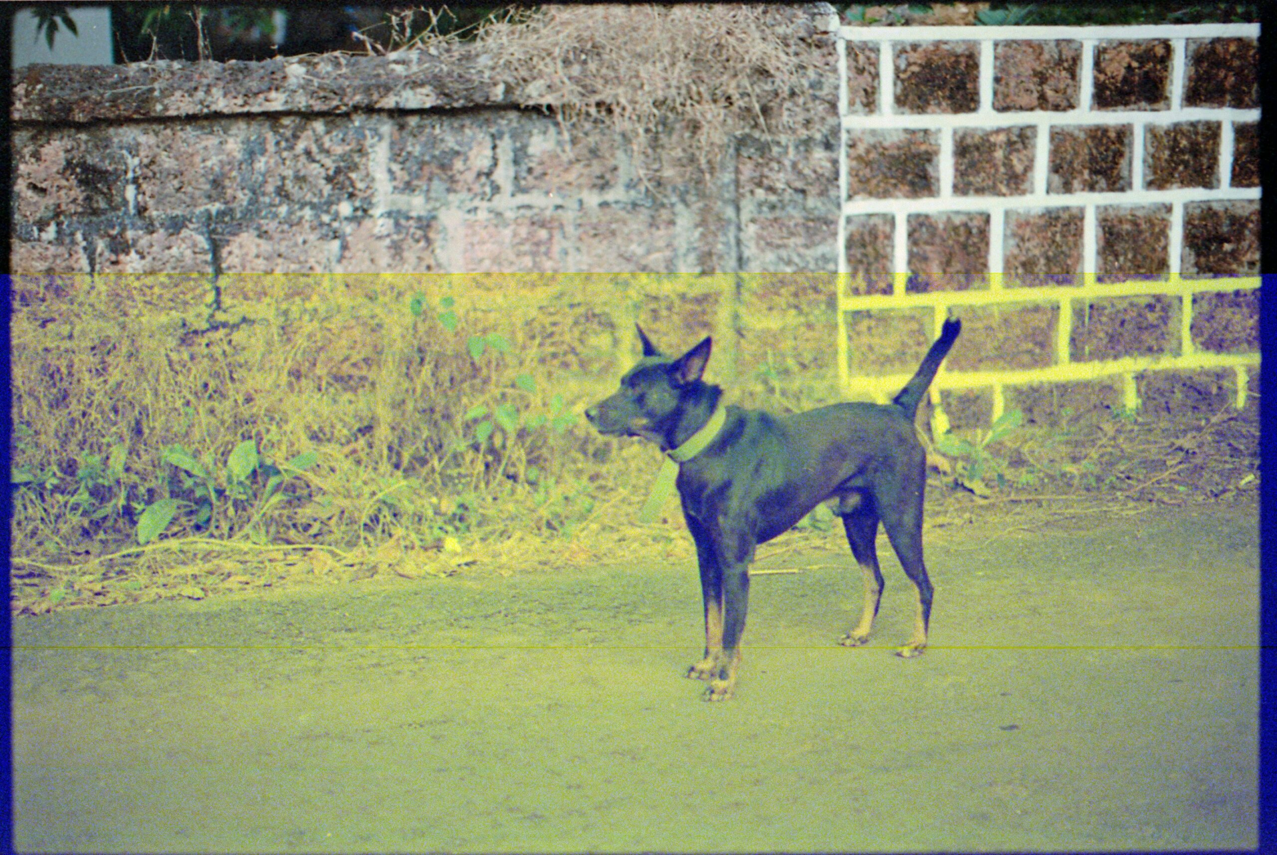 20250912_063131-dog