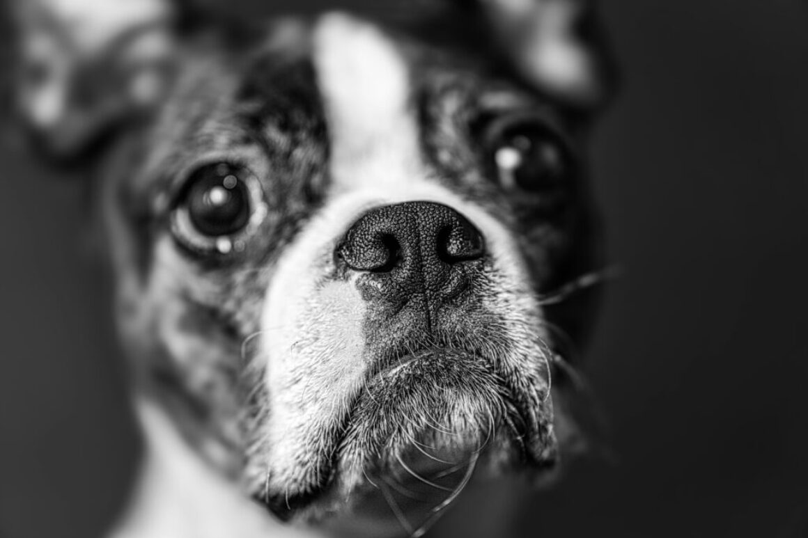 20250914_063106-dog
