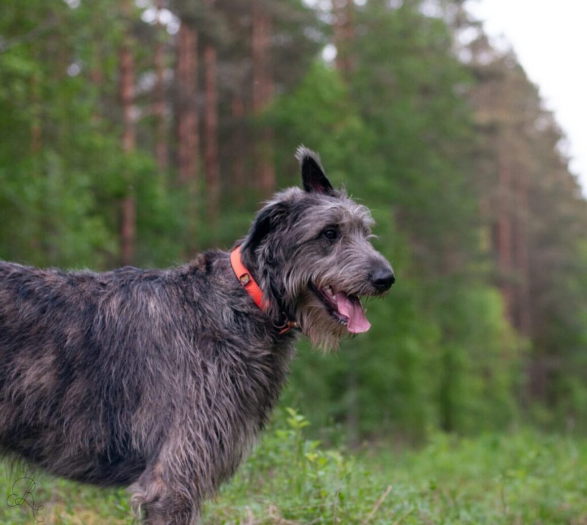a dog standing in a grassy area
