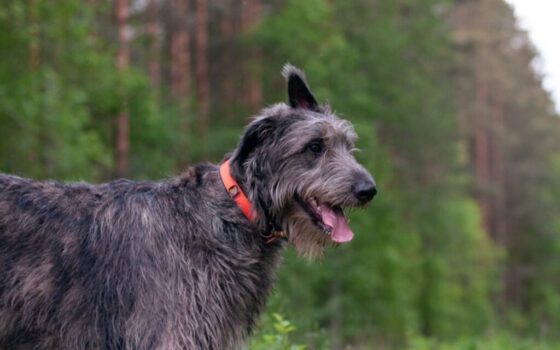 a dog standing in a grassy area